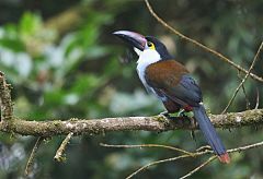 Black-billed Mountain-Toucan